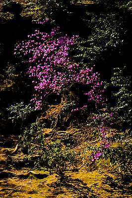 포토 JPG 주간 나무 식물 해외풍경 꽃 자연 풍경 사람없음 야외 일본 숲 긴카쿠지 국내포토 자연요소 해외 아시아 생태계 신사_일본건축 파일형식