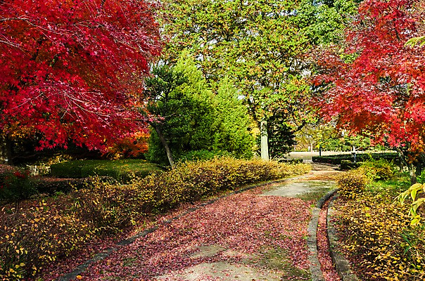 포토 JPG 주간 나무 식물 해외풍경 계절 길 단풍 낙엽 자연 풍경 사람없음 야외 가을풍경 일본 산책로 가을 나고야 국내포토 자연요소 해외 아시아 잎 생태계 파일형식 가을_계절