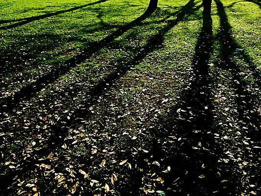 포토 JPG 주간 공원 낙엽 자연 나뭇잎 그림자 풍경 잔디 사람없음 야외 일본 요요기공원 국내포토 자연요소 식물 공공시설 아시아 잎 생태계 파일형식