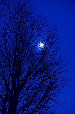 포토 JPG 나무 식물 실루엣 자연 하늘 풍경 사람없음 야외 일본 달 요요기공원 국내포토 자연요소 공원 아시아 촬영기법 생태계 파일형식