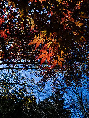 포토 JPG 주간 나무 식물 계절 공원 단풍 자연 나뭇잎 풍경 사람없음 야외 가을풍경 일본 가을 요요기공원 국내포토 자연요소 공공시설 아시아 잎 생태계 파일형식 가을_계절