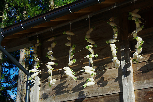 포토 JPG 주간 전통 해외풍경 건축물 음식 고건축 채소 주택 건조 매달리기 풍경 사람없음 야외 일본 무 일본전통 처마 시라카와마을 국내포토 자연요소 해외 건축 아시아 모션 뿌리채소 건물 마을 파일형식