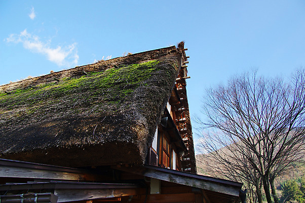 포토 JPG 주간 나무 식물 구름 전통 해외풍경 건축물 고건축 하늘 지붕 산 주택 이끼 풍경 사람없음 야외 마을 일본 일본전통 시라카와마을 국내포토 자연요소 해외 건축 아시아 건물 파일형식