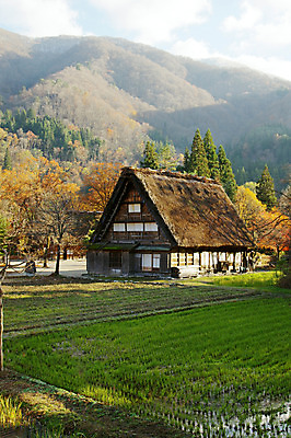 포토 JPG 주간 나무 식물 전통 해외풍경 건축물 고건축 산 주택 논 풍경 사람없음 야외 마을 일본 일본전통 시라카와마을 국내포토 자연요소 해외 건축 아시아 농업 건물 파일형식