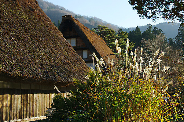 포토 JPG 주간 나무 식물 전통 해외풍경 건축물 고건축 주택 풍경 사람없음 야외 일본 억새 일본전통 시라카와마을 국내포토 자연요소 해외 건축 아시아 건물 마을 파일형식