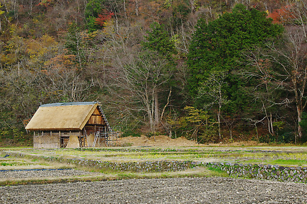 포토 JPG 주간 나무 식물 전통 해외풍경 고건축 주택 풍경 사람없음 야외 건물 마을 일본 일본전통 시라카와마을 국내포토 자연요소 해외 건축물 아시아 파일형식