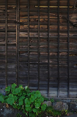 포토 JPG 주간 나무 식물 건축물 고건축 주택 사람없음 야외 목재 담장 돌_바위 빈티지 풀 잡초 나무문 국내포토 자연요소 건축 컨셉 재료 건물 문 파일형식