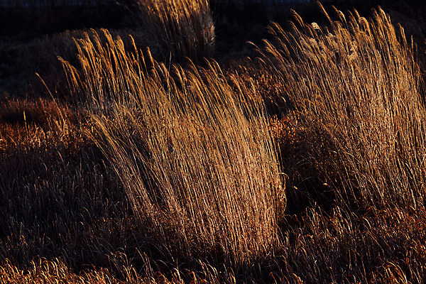 포토 JPG 주간 식물 자연 풍경 초원 사람없음 야외 가을풍경 가을 풀 억새 팜파스그라스 국내포토 자연요소 계절 생태계 파일형식 가을_계절