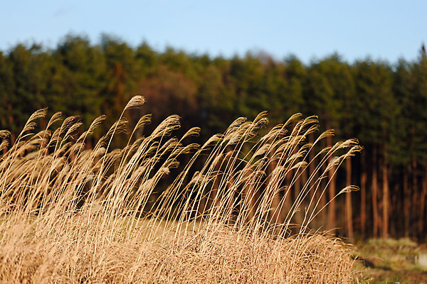 포토 JPG 주간 나무 식물 자연 풍경 초원 사람없음 야외 아웃포커스 가을풍경 가을 풀 억새 팜파스그라스 국내포토 자연요소 계절 촬영기법 생태계 파일형식 가을_계절