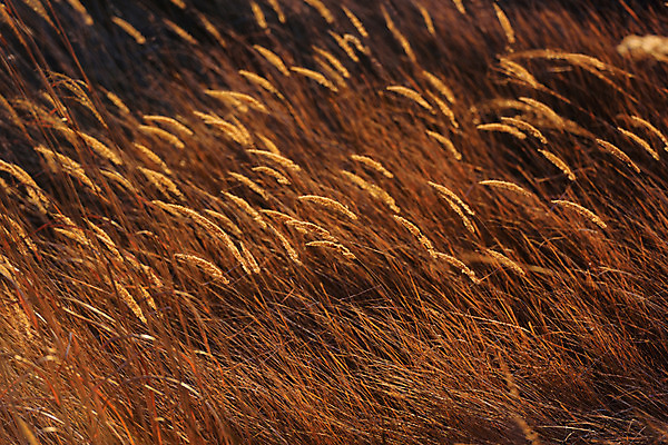 포토 JPG 주간 식물 계절 자연 풍경 초원 사람없음 야외 가을풍경 가을 풀 억새 팜파스그라스 국내포토 자연요소 생태계 파일형식 가을_계절