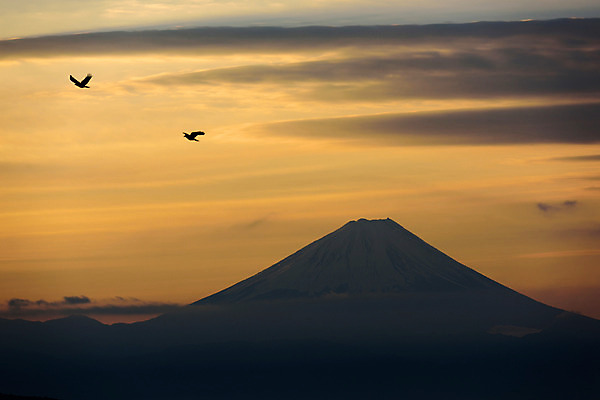 포토 JPG 주간 동물 구름 해외풍경 실루엣 자연 조류 하늘 산 풍경 사람없음 야외 노을 일본 일몰 눈 화산 만년설 후지산 국내포토 자연요소 해외 아시아 날씨 촬영기법 세계문화유산 생태계 파일형식