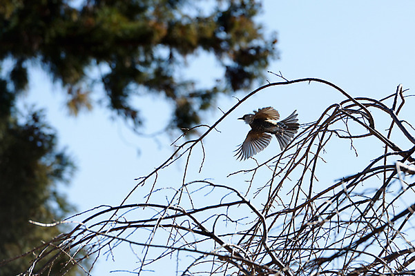 포토 JPG 주간 나무 식물 동물 한마리 자연 조류 풍경 사람없음 야외 아웃포커스 나뭇가지 비행 국내포토 자연요소 1 촬영기법 생태계 파일형식