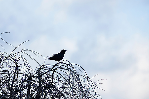 포토 JPG 주간 식물 동물 구름 한마리 자연 조류 하늘 앉기 풍경 사람없음 야외 나뭇가지 까마귀 국내포토 자연요소 나무 1 모션 생태계 파일형식