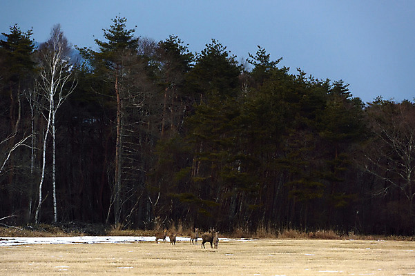 포토 JPG 주간 나무 식물 동물 여러마리 자연 풍경 사람없음 야외 목장 말_동물 숲 국내포토 자연요소 다수 포유류 생태계 파일형식