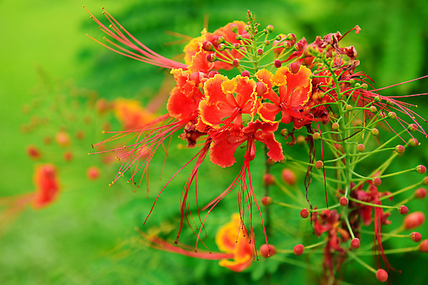 포토 JPG 식물 꽃 컬러 자연 근접촬영 사람없음 아웃포커스 빨간색 국내포토 뷰포인트 촬영기법 생태계 파일형식