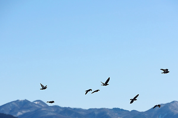 포토 JPG 주간 동물 여러마리 자연 조류 하늘 산 풍경 사람없음 야외 비행 비둘기 국내포토 자연요소 다수 생태계 파일형식