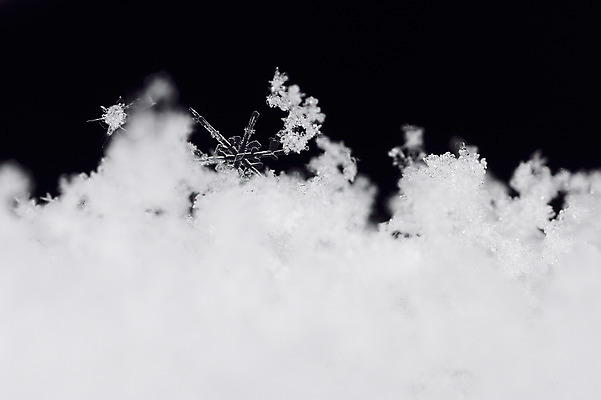 포토 JPG 계절 겨울 자연 근접촬영 사람없음 아웃포커스 얼음 눈 눈송이 국내포토 자연요소 뷰포인트 날씨 눈_날씨 촬영기법 생태계 파일형식