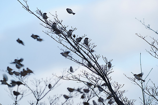 포토 JPG 주간 식물 동물 구름 여러마리 자연 조류 하늘 앉기 풍경 사람없음 야외 나뭇가지 참새 국내포토 자연요소 나무 다수 모션 생태계 파일형식