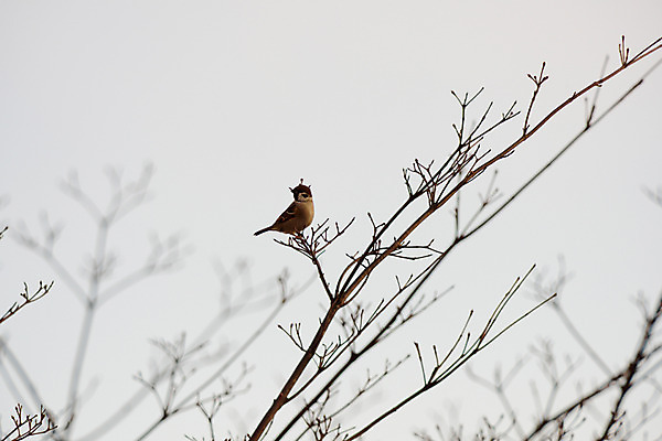 포토 JPG 주간 식물 동물 한마리 자연 조류 앉기 풍경 사람없음 야외 아웃포커스 나뭇가지 참새 국내포토 자연요소 나무 1 모션 촬영기법 생태계 파일형식