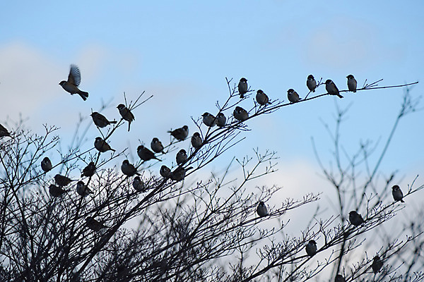 포토 JPG 주간 식물 동물 구름 여러마리 자연 조류 하늘 앉기 풍경 사람없음 야외 나뭇가지 참새 국내포토 자연요소 나무 다수 모션 생태계 파일형식