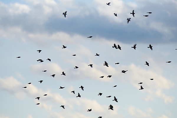 포토 JPG 주간 동물 구름 여러마리 자연 조류 하늘 풍경 사람없음 야외 비행 새떼 국내포토 자연요소 다수 생태계 파일형식