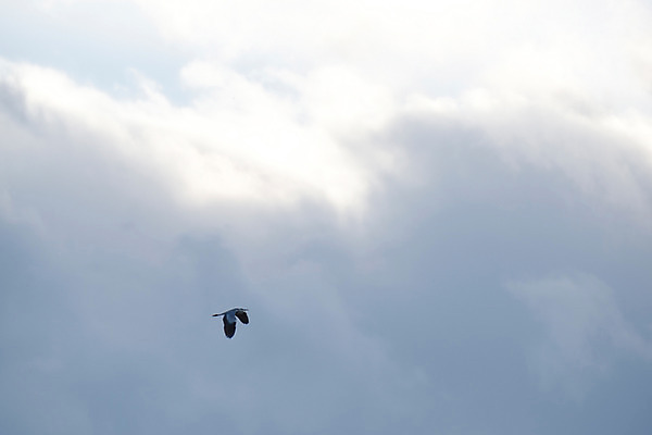 포토 JPG 주간 동물 구름 한마리 자연 조류 하늘 풍경 사람없음 야외 비행 국내포토 자연요소 1 생태계 파일형식