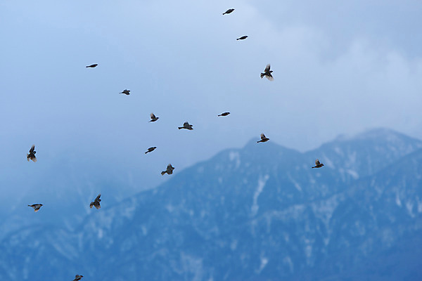 포토 JPG 주간 동물 여러마리 자연 조류 산 풍경 사람없음 야외 아웃포커스 비행 국내포토 자연요소 다수 촬영기법 생태계 파일형식