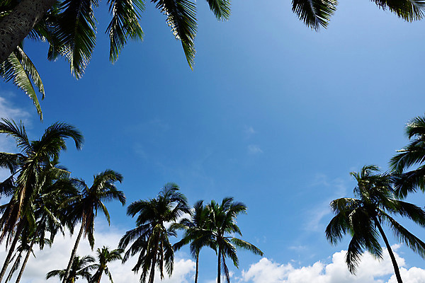 포토 JPG 주간 나무 식물 구름 해외풍경 로우앵글 자연 하늘 열대 필리핀 풍경 사람없음 야외 야자수 맑음 국내포토 자연요소 해외 뷰포인트 날씨 동남아시아 생태계 파일형식
