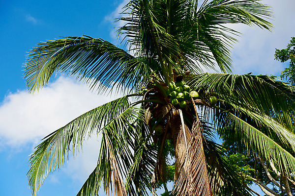 포토 JPG 주간 나무 식물 구름 해외풍경 열매 로우앵글 자연 하늘 열대 필리핀 사람없음 야외 야자수 코코넛 국내포토 자연요소 해외 뷰포인트 과일 풍경 동남아시아 생태계 파일형식