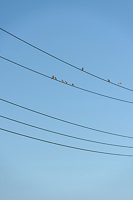 포토 JPG 주간 동물 여러마리 자연 조류 하늘 사람없음 야외 전선 참새 국내포토 자연요소 다수 생태계 파일형식