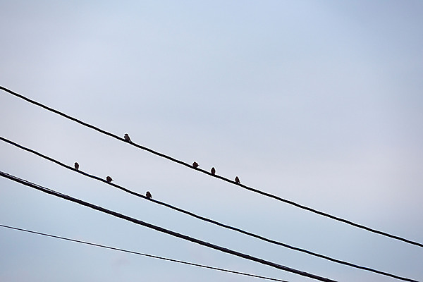 포토 JPG 주간 동물 여러마리 자연 조류 하늘 사람없음 야외 전선 참새 국내포토 자연요소 다수 생태계 파일형식