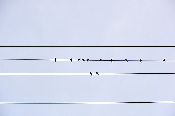 포토 JPG 주간 동물 여러마리 자연 조류 하늘 사람없음 야외 전선 참새 국내포토 자연요소 다수 생태계 파일형식