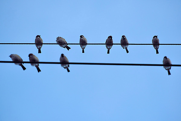 포토 JPG 주간 동물 여러마리 자연 조류 하늘 사람없음 야외 전선 참새 국내포토 자연요소 다수 생태계 파일형식