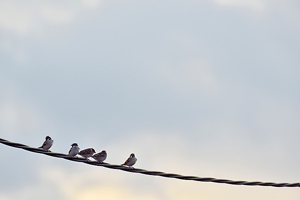 포토 JPG 주간 동물 구름 여러마리 자연 조류 하늘 사람없음 야외 전선 참새 국내포토 자연요소 다수 생태계 파일형식