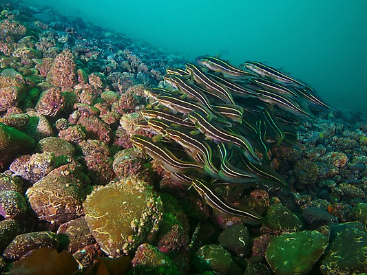 포토 JPG 동물 바다 여러마리 자연 어류 풍경 사람없음 수중 돌_바위 열대어 수중사진 국내포토 다수 수중동물 생태계 파일형식