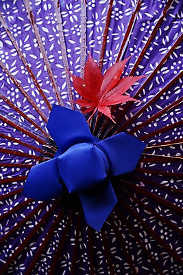 포토 JPG 식물 잡화 계절 단풍 우산 나뭇잎 사람없음 가을 오브젝트 국내포토 잎 파일형식