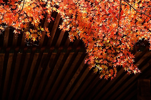 포토 JPG 주간 식물 계절 단풍 자연 단풍나무 나뭇잎 풍경 사람없음 야외 가을풍경 가을 나뭇가지 국내포토 자연요소 나무 잎 생태계 파일형식 가을_계절