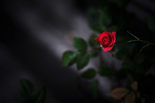 포토 JPG 식물 꽃 컬러 한송이 나뭇잎 사람없음 아웃포커스 빨간색 장미 국내포토 1 잎 촬영기법 송이 파일형식