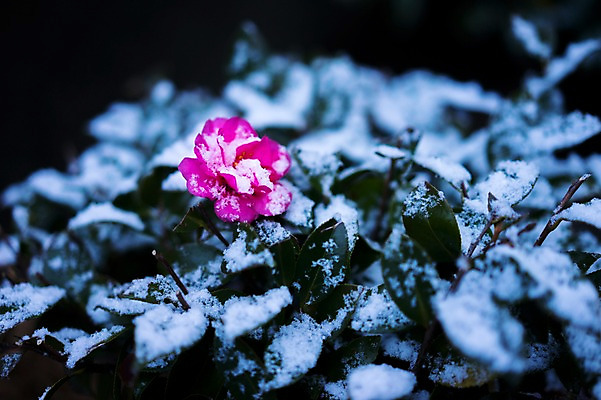포토 JPG 주간 식물 계절 꽃 분홍색 컬러 겨울 한송이 자연 나뭇잎 풍경 사람없음 야외 아웃포커스 눈 겨울풍경 국내포토 자연요소 1 잎 날씨 촬영기법 생태계 송이 파일형식