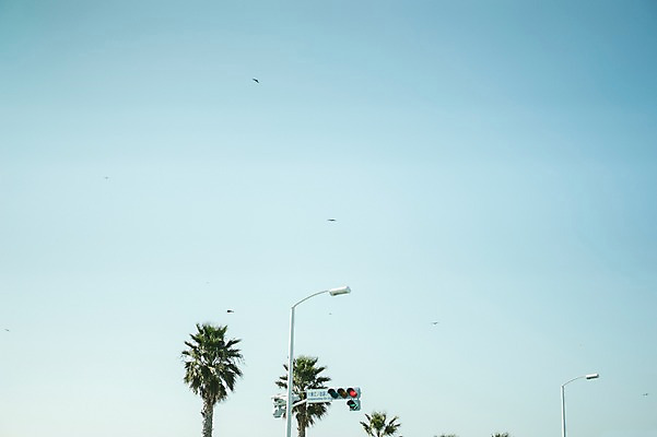 포토 JPG 주간 나무 식물 동물 가로등 자연 조류 하늘 풍경 사람없음 야외 야자수 비행 신호등 국내포토 자연요소 공공시설 생태계 파일형식