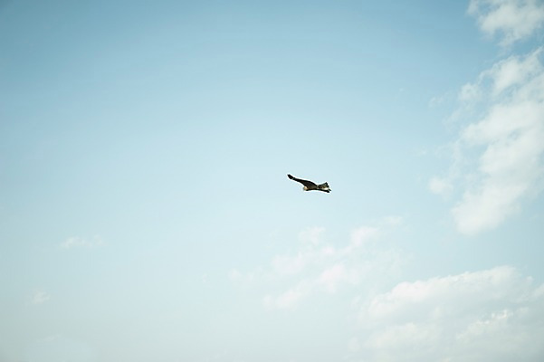 포토 JPG 주간 동물 구름 한마리 자연 조류 하늘 사람없음 야외 비행 국내포토 자연요소 1 생태계 파일형식