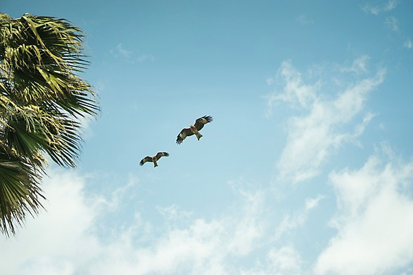 포토 JPG 주간 나무 식물 동물 구름 두마리 자연 조류 하늘 사람없음 야외 야자수 비행 국내포토 자연요소 2 생태계 파일형식