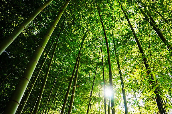 포토 JPG 주간 나무 식물 로우앵글 컬러 자연 풍경 사람없음 야외 초록색 햇빛 숲 대나무 대나무숲 국내포토 자연요소 뷰포인트 태양 생태계 파일형식