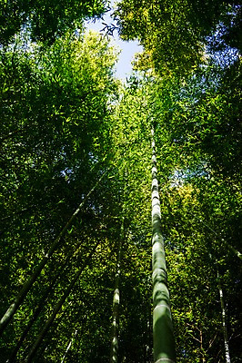 포토 JPG 주간 나무 식물 로우앵글 컬러 자연 풍경 사람없음 야외 초록색 숲 대나무 대나무숲 국내포토 자연요소 뷰포인트 생태계 파일형식