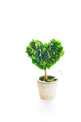 포토 JPG 식물 화분 사람없음 장식 하트 작음 오브젝트 미니 국내포토 모양 크기 파일형식