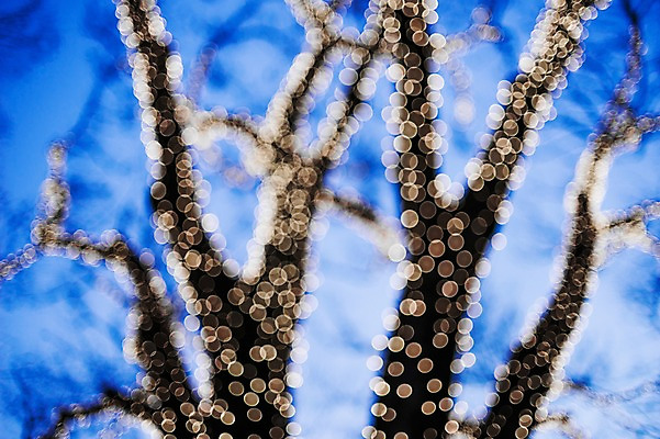 포토 JPG 나무 식물 계절 크리스마스 겨울 조명 풍경 사람없음 야외 장식 빛 나뭇가지 소프트포커스 보케 겨울풍경 국내포토 기념일 촬영기법 파일형식