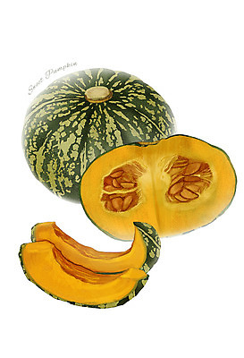 PSD 채소 일러스트 식재료 사람없음 농작물 단호박 디테일 국내일러스트 농업 호박 파일형식