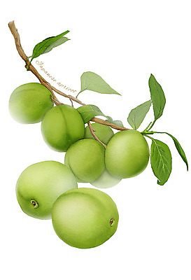 PSD 열매 음식 잎 과일 일러스트 식재료 사람없음 농작물 나뭇가지 매실 디테일 국내일러스트 나무 식물 농업 파일형식