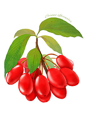 PSD 열매 음식 컬러 잎 과일 일러스트 식재료 사람없음 빨간색 농작물 산수유 디테일 국내일러스트 식물 꽃 농업 파일형식