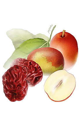 PSD 열매 음식 잎 과일 일러스트 식재료 건조 사람없음 농작물 대추 디테일 국내일러스트 식물 농업 파일형식